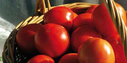 tomates