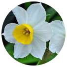 Narcisses