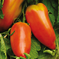 Cueillette de Compans Tomate des Andes